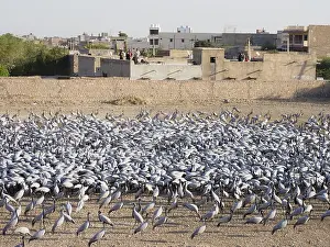 Demoiselle: Demoiselle Crane Centre Grus virgo Khichan, Rajasthan