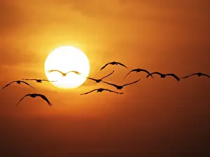 Virgo: Demoiselle Crane - Dawn flight with Sun Grus virgo