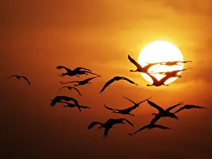 Virgo: Demoiselle Crane - Dawn flight with Sun Grus virgo