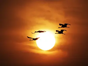 Virgo: Demoiselle Crane - Dawn flight with Sun Grus virgo