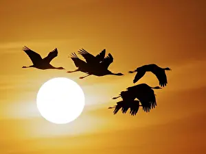 Demoiselle: Demoiselle Crane - Dawn flight with Sun Grus virgo