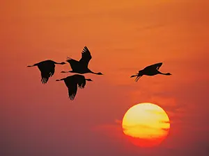 Demoiselle: Demoiselle Crane - Dawn flight with Sun Grus virgo