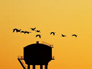 Virgo: Demoiselle Crane - Dawn flight with water tower
