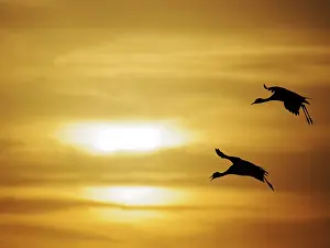 Virgo: Demoiselle Crane - Dawn flight against yellow sky