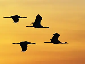 Virgo: Demoiselle Crane - Dawn flight against yellow sky