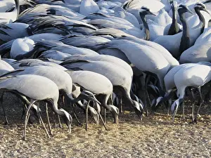 Khichan: Demoiselle Crane - Feeding on grain Grus virgo Khichan
