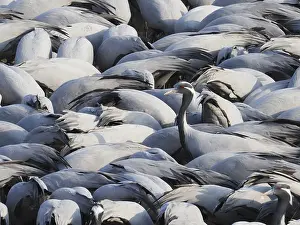 Demoiselle: Demoiselle Crane - One amongst many at feeding station