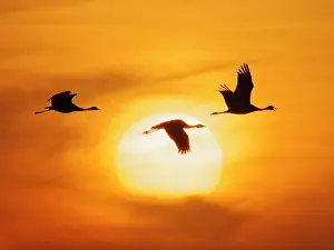 Virgo: Demoiselle Crane - in flight at Sunset Grus virgo