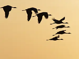 Demoiselle: Demoiselle Crane - in flight at Sunset Grus virgo