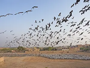 Circling: Demoiselle Crane - flocks circling feeding centre