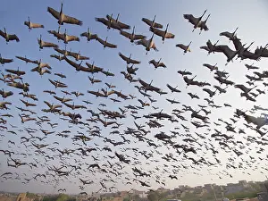 Circling: Demoiselle Crane - flocks circling feeding centre