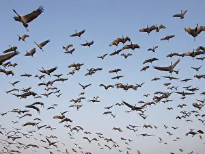 Demoiselle: Demoiselle Crane - flocks circling feeding centre