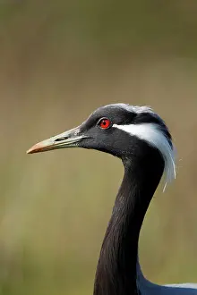 Virgo: Demoiselle Crane - head shot