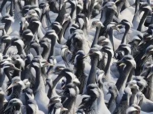 Demoiselle: Demoiselle Crane - Massed flock at feeding station