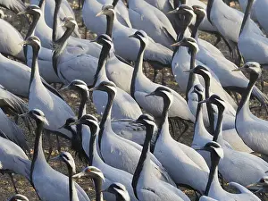 Demoiselle: Demoiselle Crane - Massed flock at feeding station