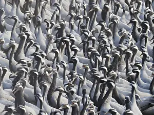 Demoiselle: Demoiselle Crane - Massed flock at feeding station