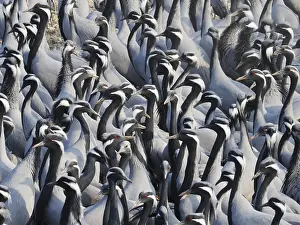 Demoiselle: Demoiselle Crane - Massed flock at feeding station