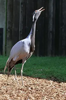 Cranes: DEMOISELLE CRANE - STRETCHING