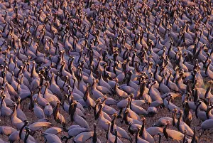 Virgo: Demoiselle Cranes in the feeding ground