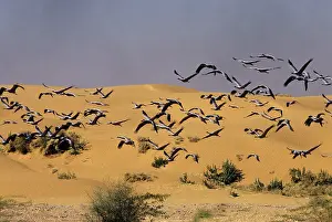 Virgo: Demoiselle Cranes - in flight in desert