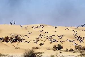 Demoiselle: DEMOISELLE CRANES - in flight over desert