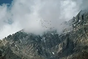 Virgo: Demoiselle Cranes - in flight over Himalayas