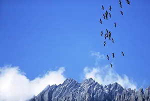 Virgo: DEMOISELLE CRANES - In flight, over mountains