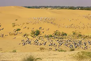 Virgo: Demoiselle Cranes - flock in the desert