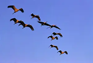 Virgo: Demoiselle Cranes in flying formation