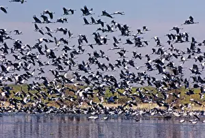 Virgo: Demoiselle Cranes - taking-off from a village pond