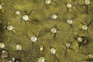 Demosponge: Demosponge - Maulana Jetty dive site, Bandanaira