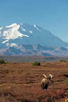 2011: Denali National Park, Alaska, a bull moose