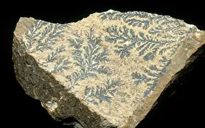 Dendritic: Dendrites