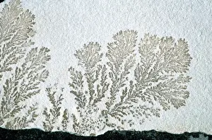 Oxide: Dendrites