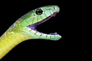 Mamba: Dendroaspis jamesoni kaimosae
