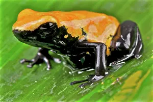 Galactonotus: Dendrobates galactonotus Adelphobates galactonotu