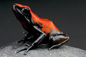 Galactonotus: Dendrobates galactonotus Adelphobates galactonotu