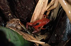 Froglet: Dendrobates pumilio with tadpole on back
