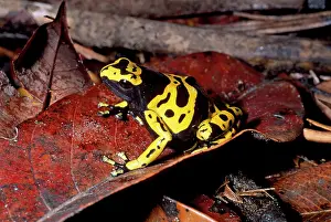 Dendrobatid: Dendrobatid Poison Dart Frog
