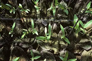 Rearing: Dendrobium orchids in a nursery