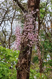 Assam: Dendrobrium aphyllum, Orchid: Foxtail