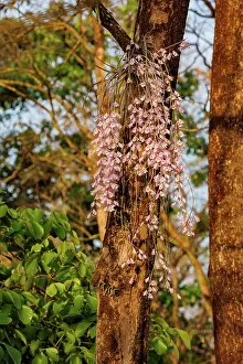 Assam: Dendrobrium aphyllum, Orchid: Foxtail
