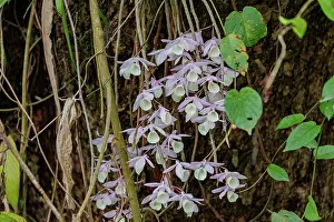 Assam: Dendrobrium aphyllum, Orchid: Foxtail