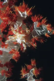 Master: Dendronephthya Crab - A master of diguise this