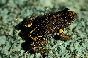 Toadlet: DendyIs toadlet - a small frog with variable markings