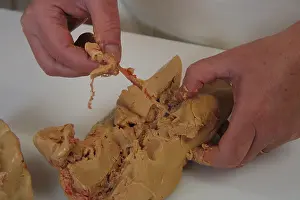 Aliments: Denervation of Duck Foie Gras