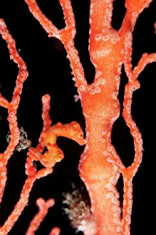 Hippocampus: Denise's Pygmy Seahorse - on coral fan