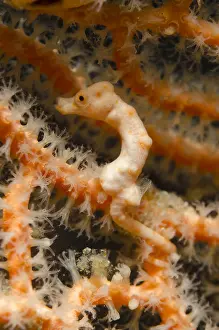 080518: Denise's Pygmy Seahorse - on sea fan - Whale
