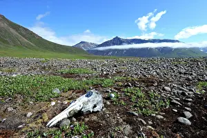 Skull: Denmark. Greenland. Disko Island. Skull of whale