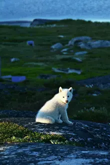Sled: Denmark. Greenland. West coast. Disko Island. Young